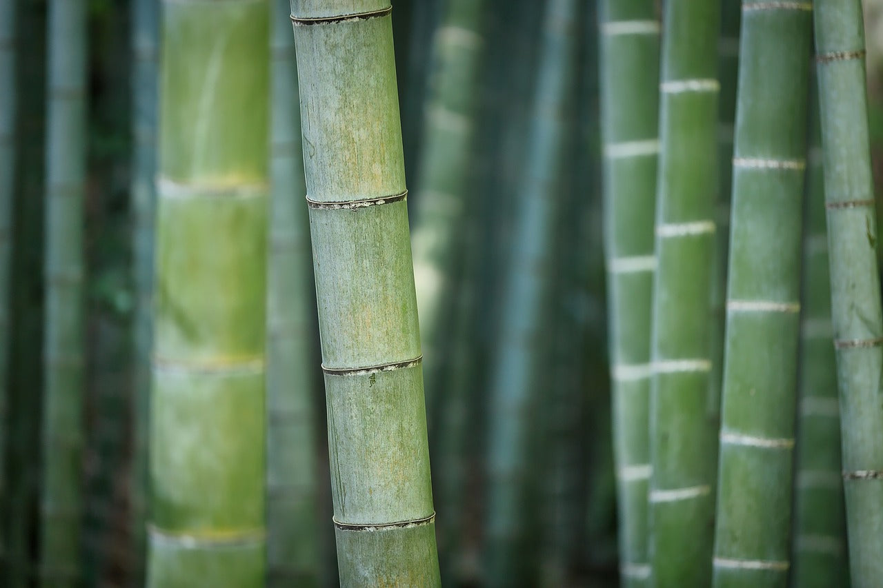 Why Bamboo is the Future of Sustainable Products?